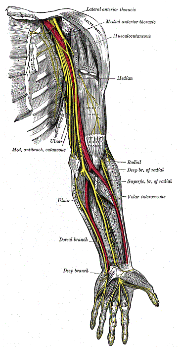 hypothenar hammer hand golf injury