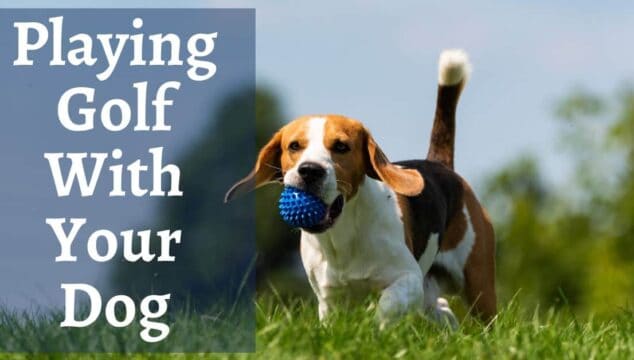 Playing Golf With Your Dog