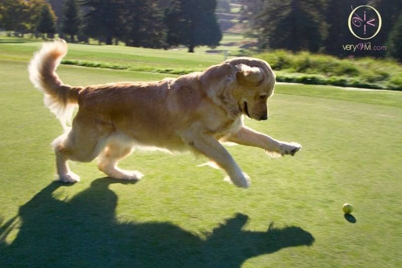 how to play golf with your dog